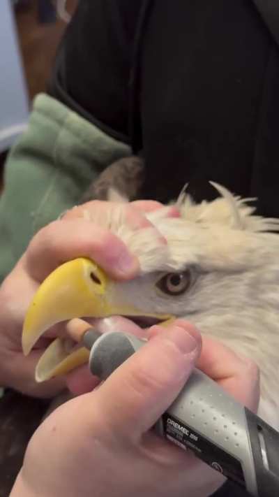 A gentleman sharpens the mouth of a bald eagle and the bald eagle stayed fully chilling