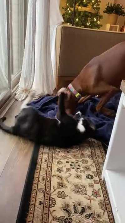 These two provide me endless entertainment