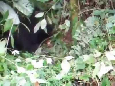 Baby gorilla tries to beat his chest