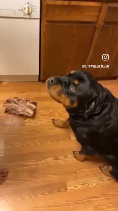 That's the look of a dog that knows what he's about