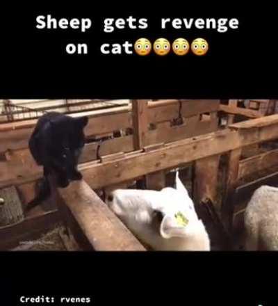 Who doesn’t love a bit of sheep revenge