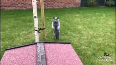 Cat jump fail - Coffin Dance Cat version