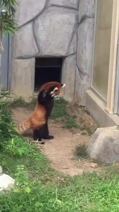 🔥 When provoked or threatened, red pandas will stand on their hind legs to appear larger.