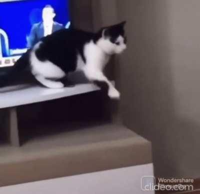 A falling cat