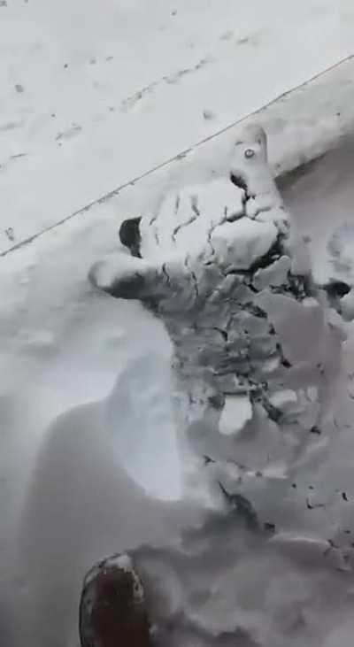 Frozen Doggo fell asleep during Siberian snowstorm