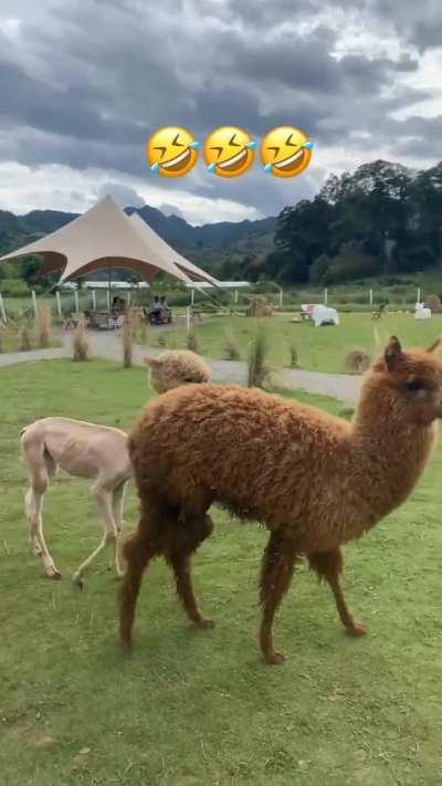 Alpaca without its wool