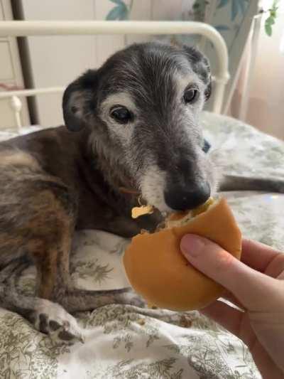 Old man Bob (14) says the calories don’t count when you reach this age