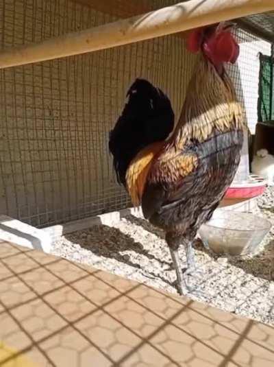 hello, guinness book??