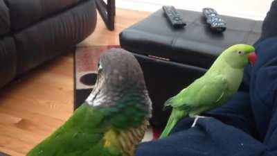 Playful bird says peekaboo to his friend