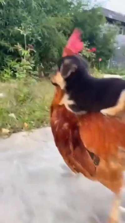 Puppy hitches a ride