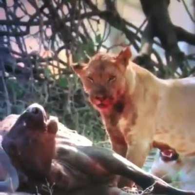 Lion shakes off the blood