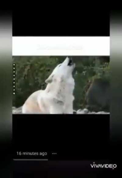 Ek baar ye video jarur dekhe🙏