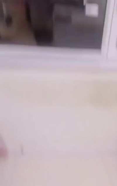 Cat version of pantsing