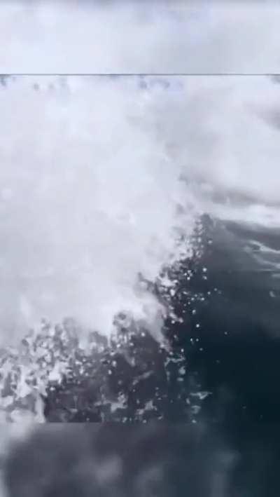 An Orca whale is in pursuit of a speed boat, and kudos to the cameraman for capturing this thrilling video