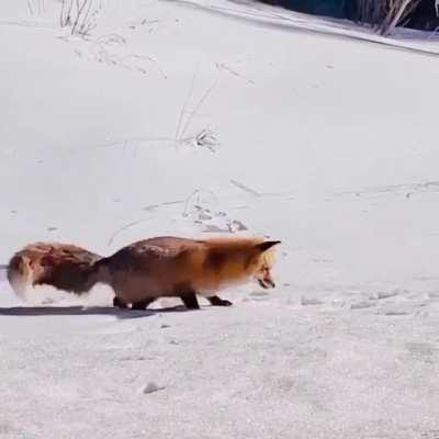 🔥 Fox in hunting mode 🔥