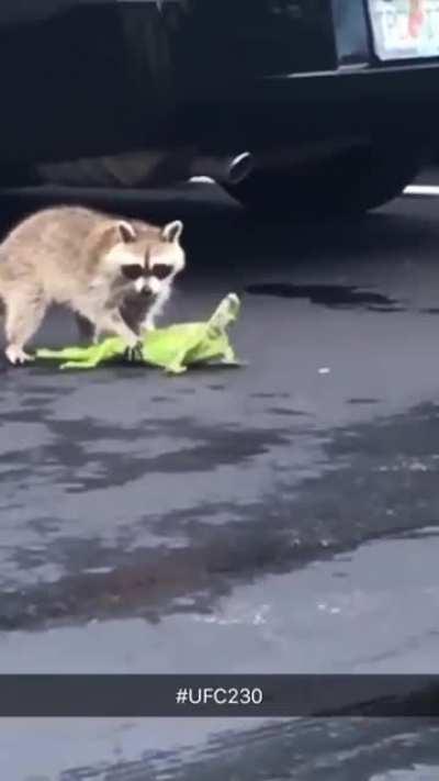 Raccoon kills an invasive Green Iguana in Florida