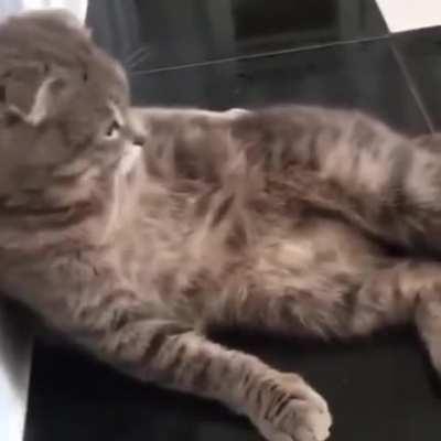 Котэ смотрит мультики