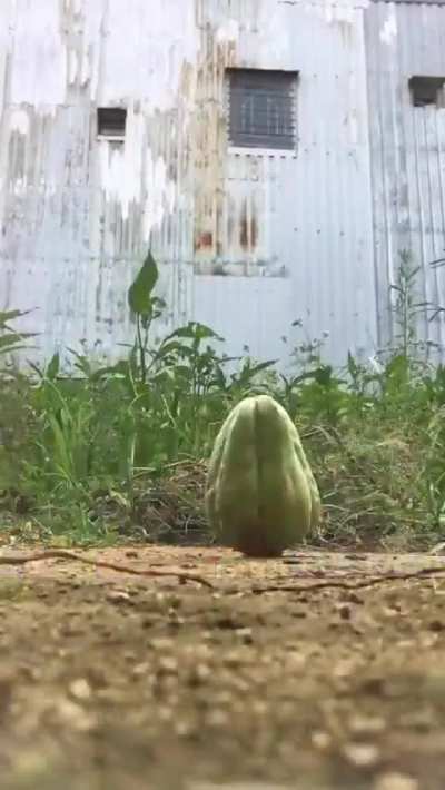 PvZ 4k Remaster Leaked (REAL)