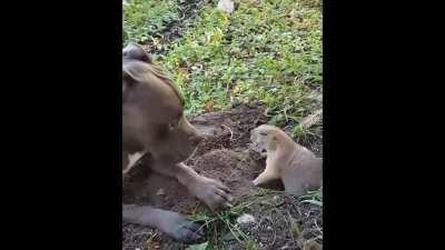 Can't you see I'm digging here!