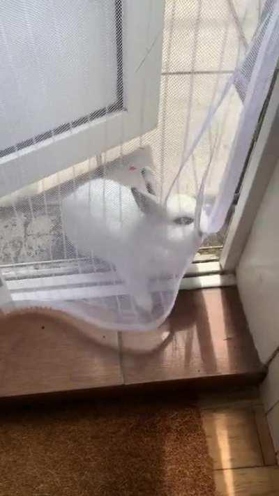 Fly screen does a bamboozle