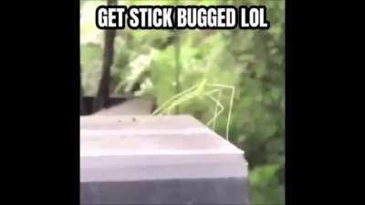 get stick bugged lol
