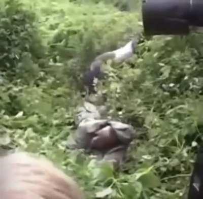 That gorilla could have ended him in a heartbeat but decided not to...