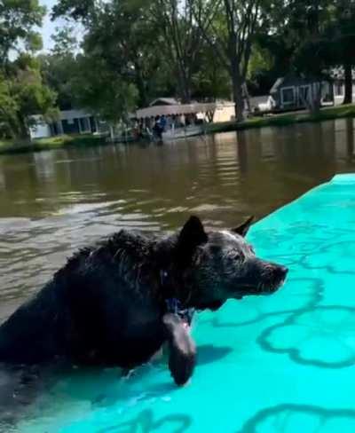 Half dog half piranha