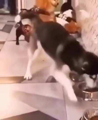 Puppy main character.