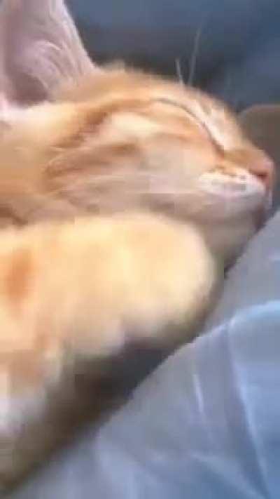 What is the cat dreaming about?