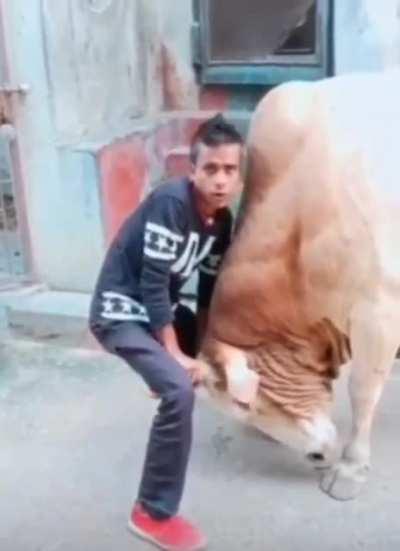 Trying to overpower a bull