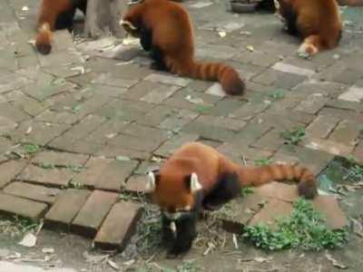 Red pandas