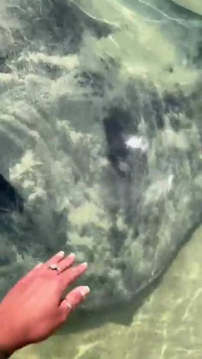 Absolutely monstrous stingray coming over to say hello 