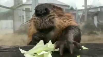 Studies show that watching a beaver eat cabbage lowers stress by 17%. You're welcome