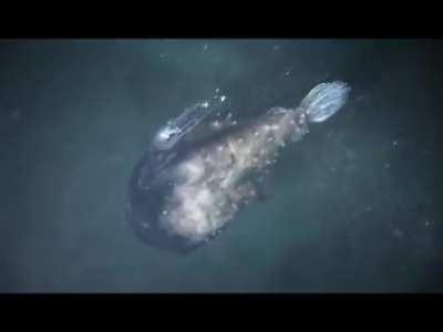 The Atlantic Football Fish, an anglerfish found primarily in mesopelagic depths of the ocean.