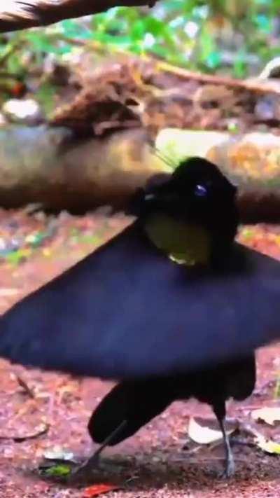 🔥The Dance Of A Bird Of Paradise