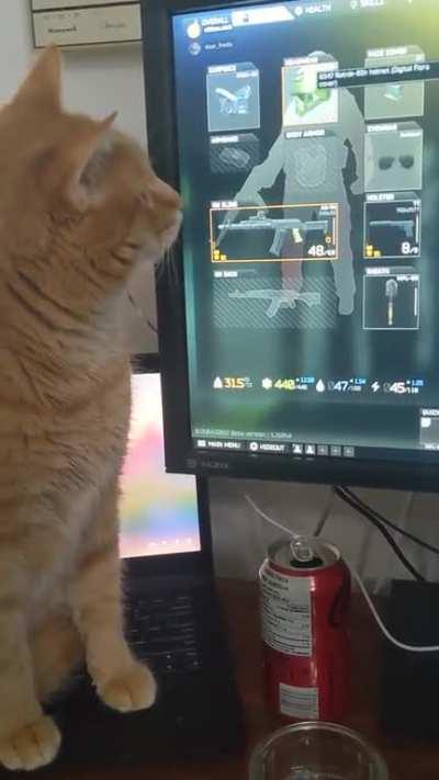 I don't have a lot of friends willing to play Tarkov. Trying to teach my cat some fundamentals so I can grow my squad.