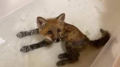 Fox kit taking a bath! (source @arcticfoxdaily)