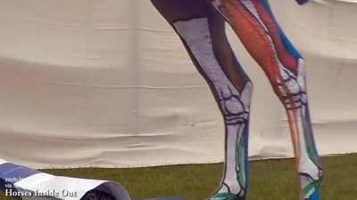 Horse in action with lower limb joints, tendons, and ligaments painted on