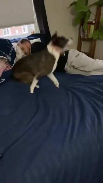 A little bedtime zoomie action!