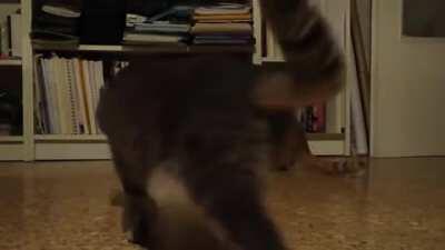 Cat continuously startled by a metronome but it is determined to stop the metronome.