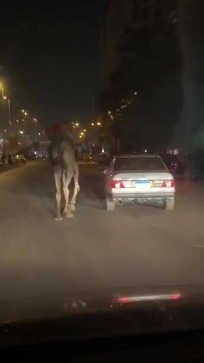 Seen yesterday in Orabi. Da beymarrano wala eh ?