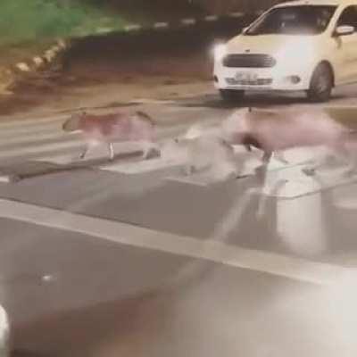 Семья капибар