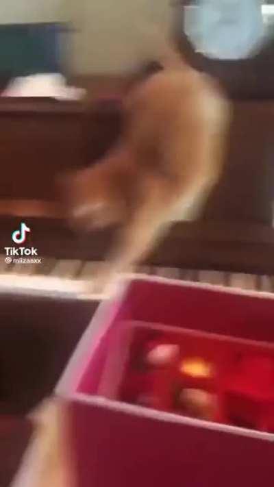 panicked pianist
