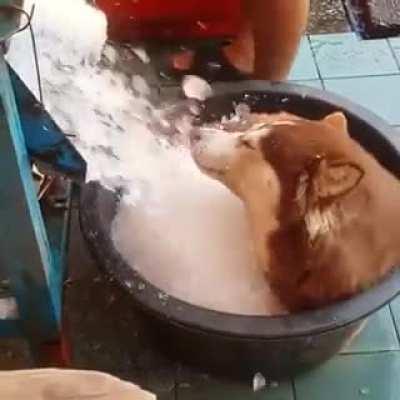 “Dog, you need to chill”