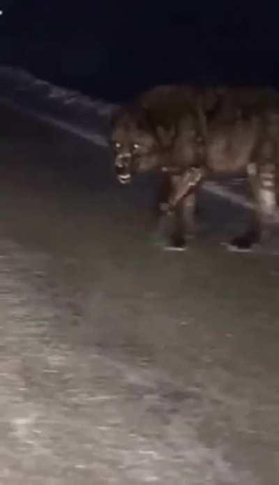 🔥 Massive wolf crossing the road.