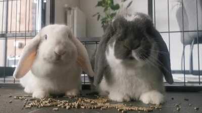 Goodmorning fellow bunbuns 🐰