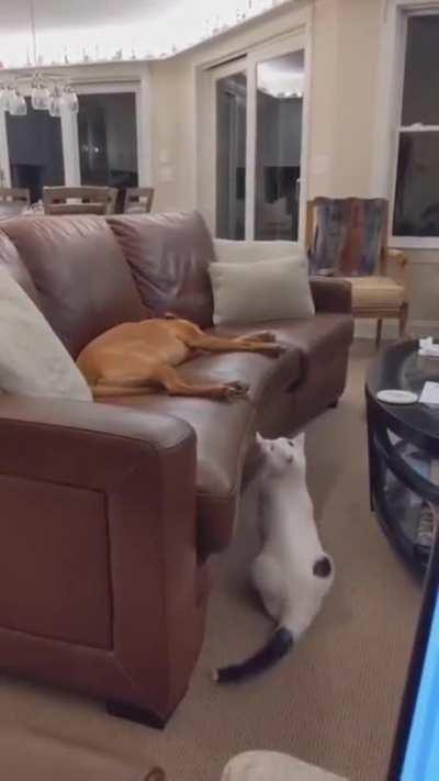 ♢ ̸♢ ♢ ̸♢ ♢ ̸♢