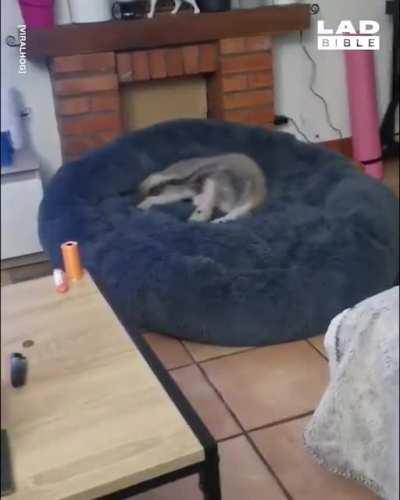 This is how he gets into bed every night