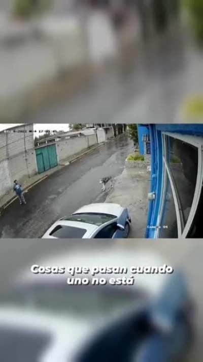 Perro madrazo. Está bien el perro :D pt1