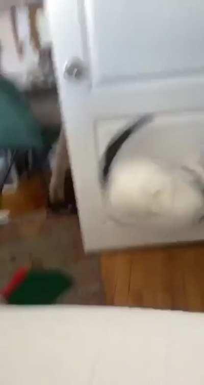 Not so much startled as thoroughly discombobulated.